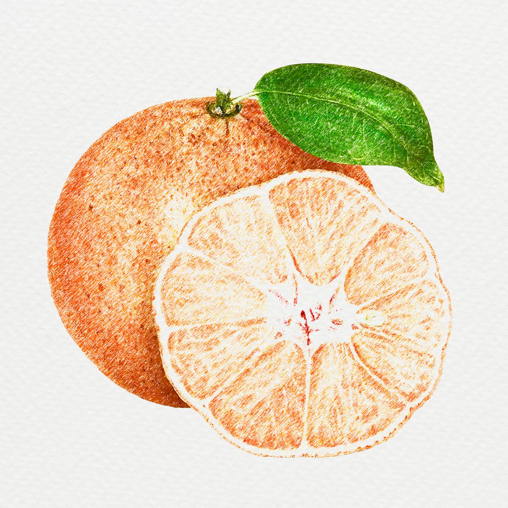 Hand colored orange fruit design element