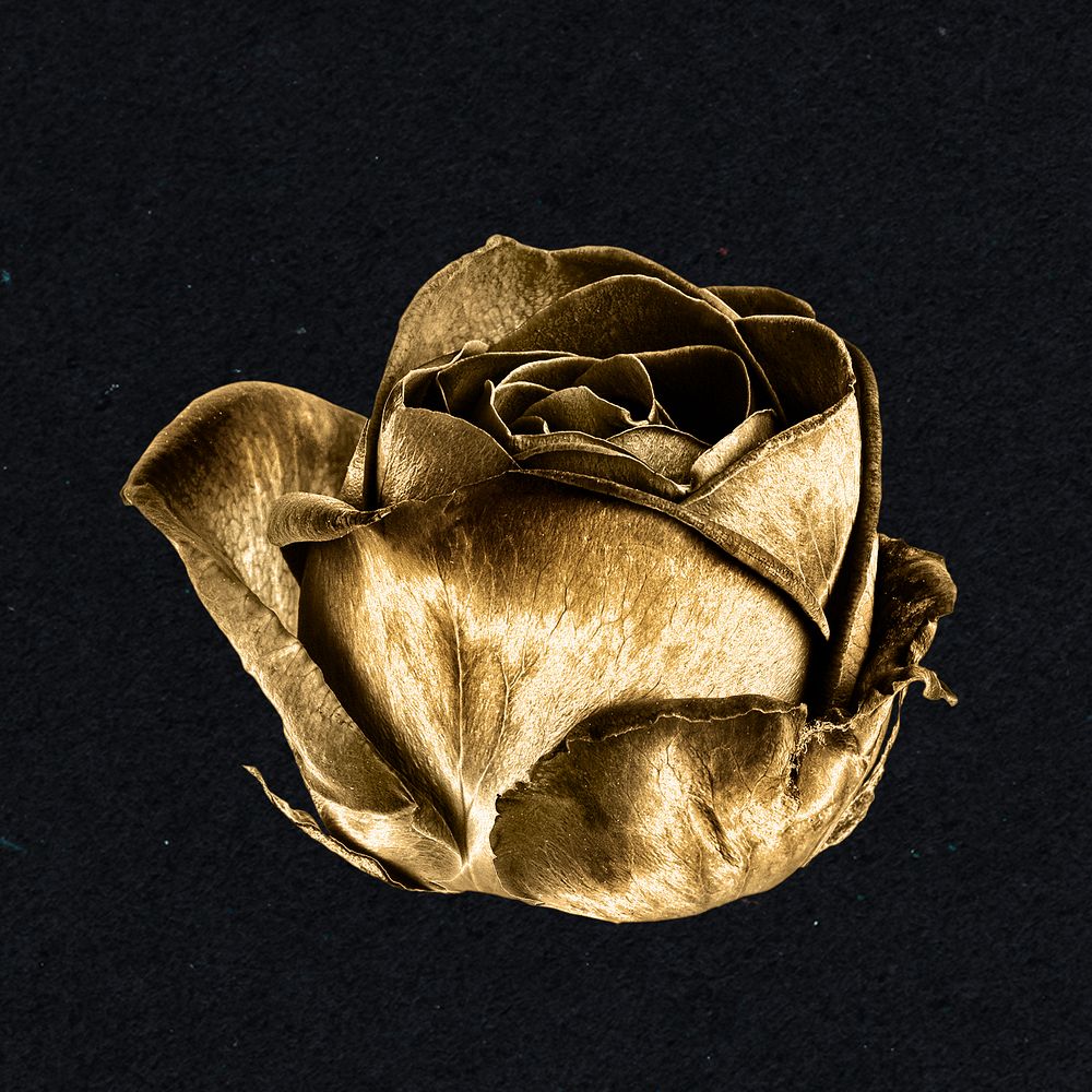 Gold rose flower sticker design element