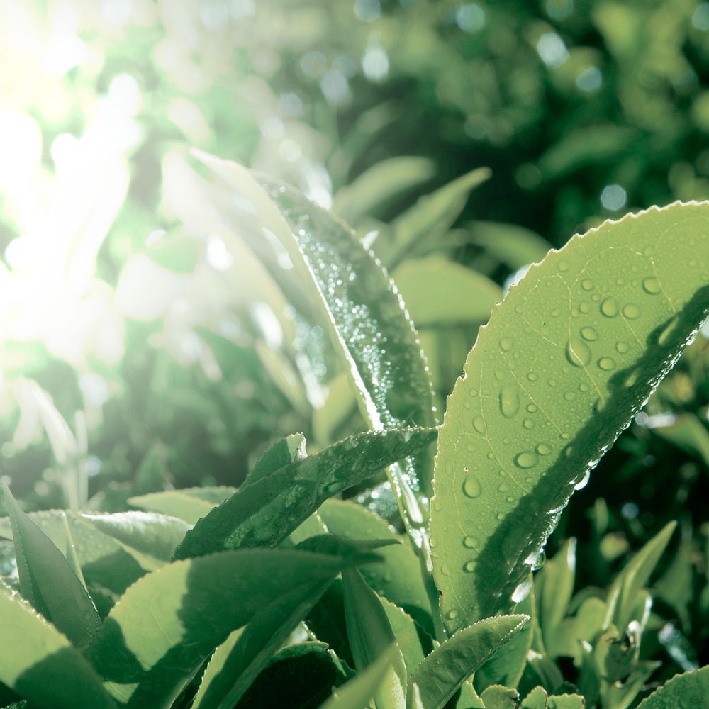 Tea leaves with dew drops background