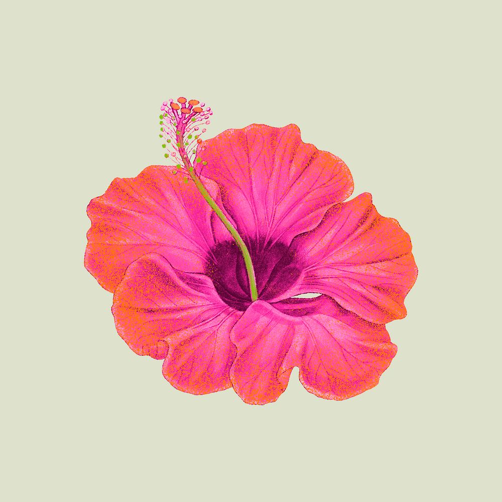 Pink hibiscus flower psd illustration in hand drawn style