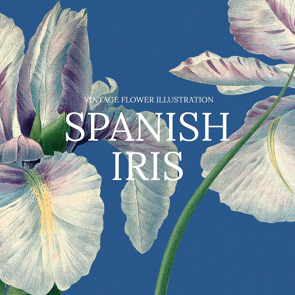 Vintage floral template psd illustration with spanish iris background, remixed from public domain artworks