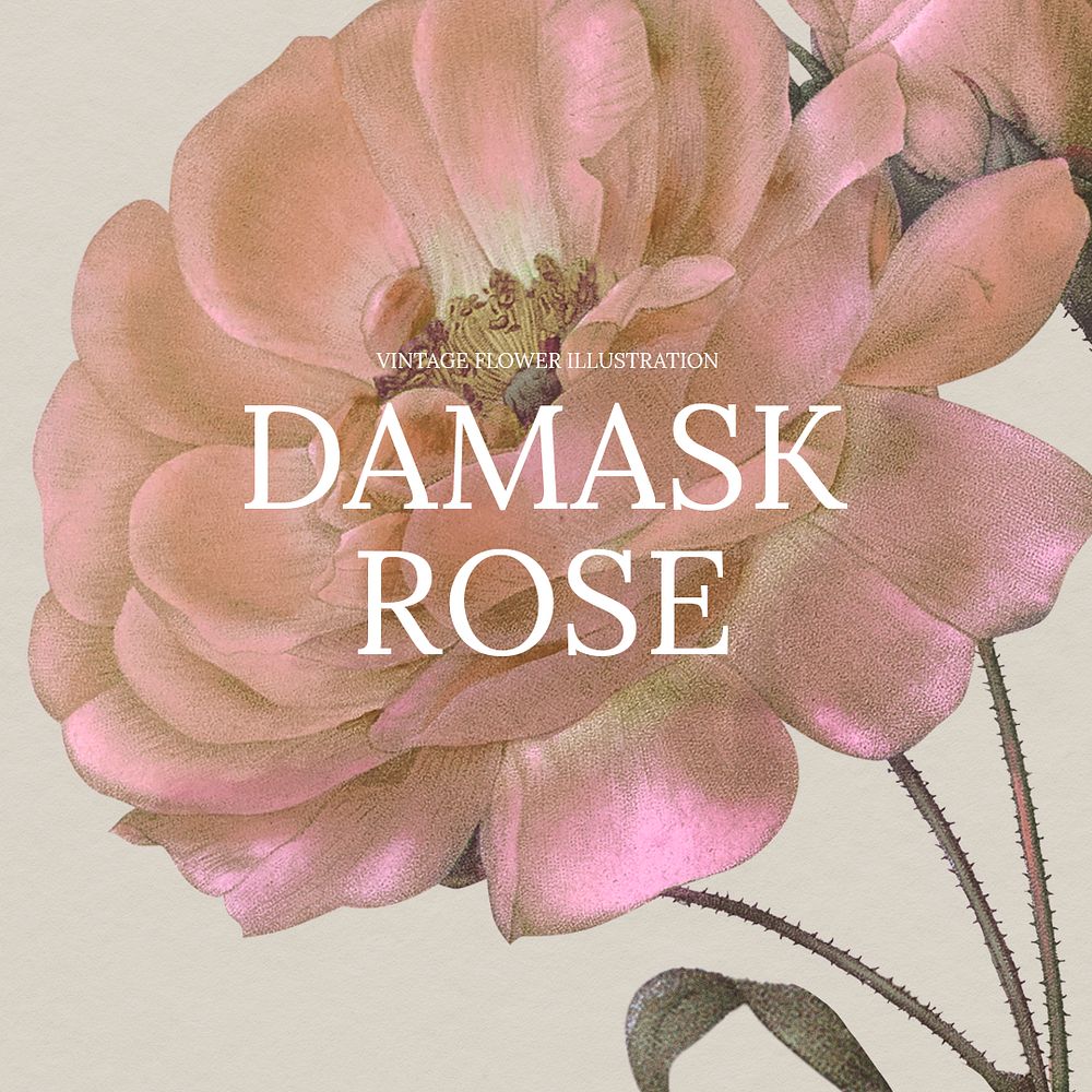 Vintage floral template psd illustration with damask rose background, remixed from public domain artworks