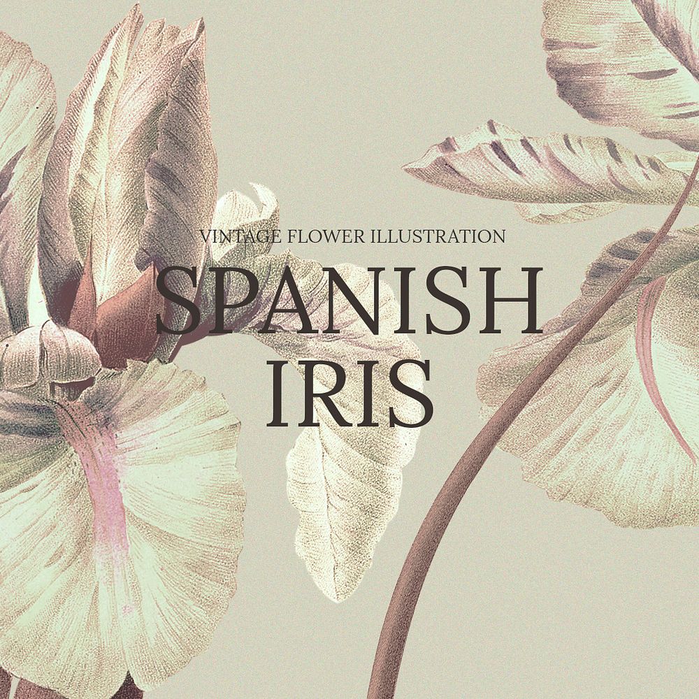 Floral hand drawn template psd with Spanish iris background, remixed from public domain artworks