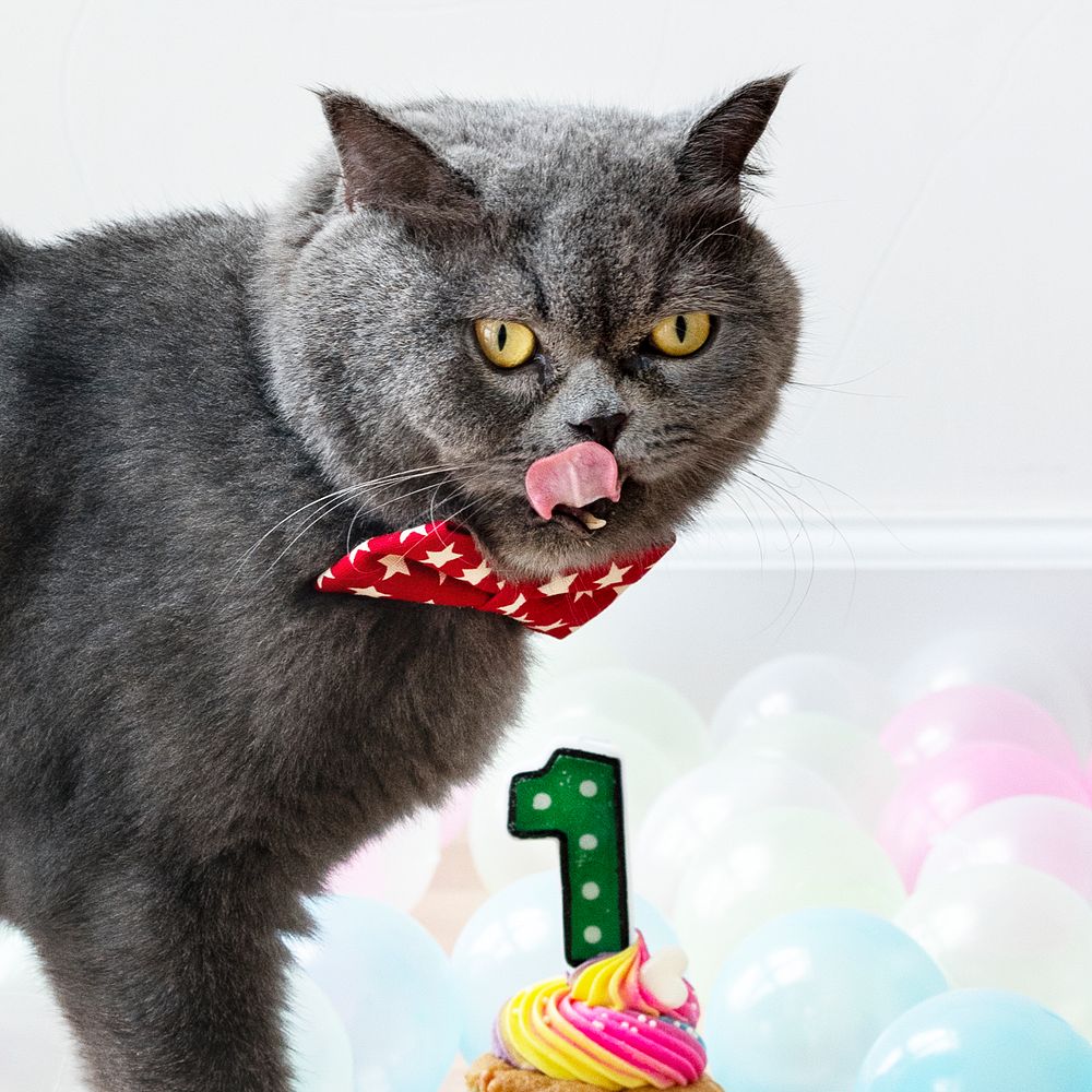 Scottish Fold cat celebrating its | Free Photo - rawpixel
