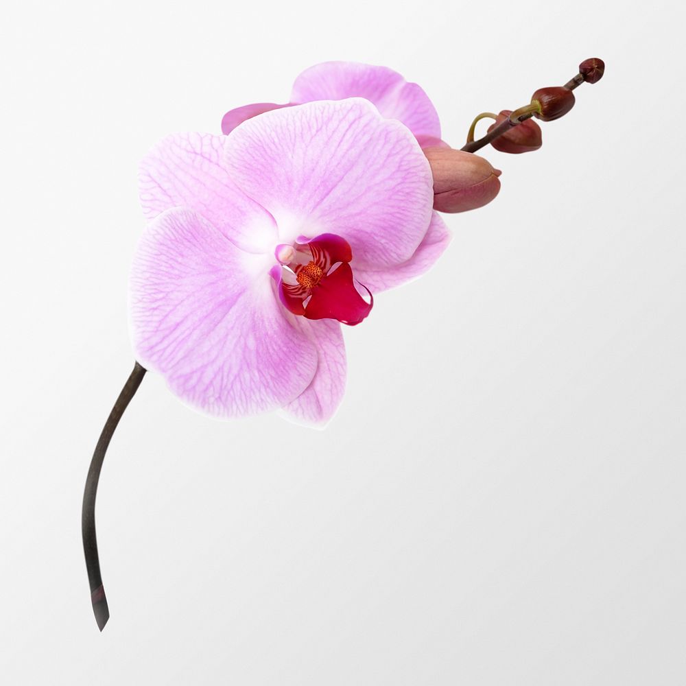 Pink doritaenopsis orchid, flower clipart psd