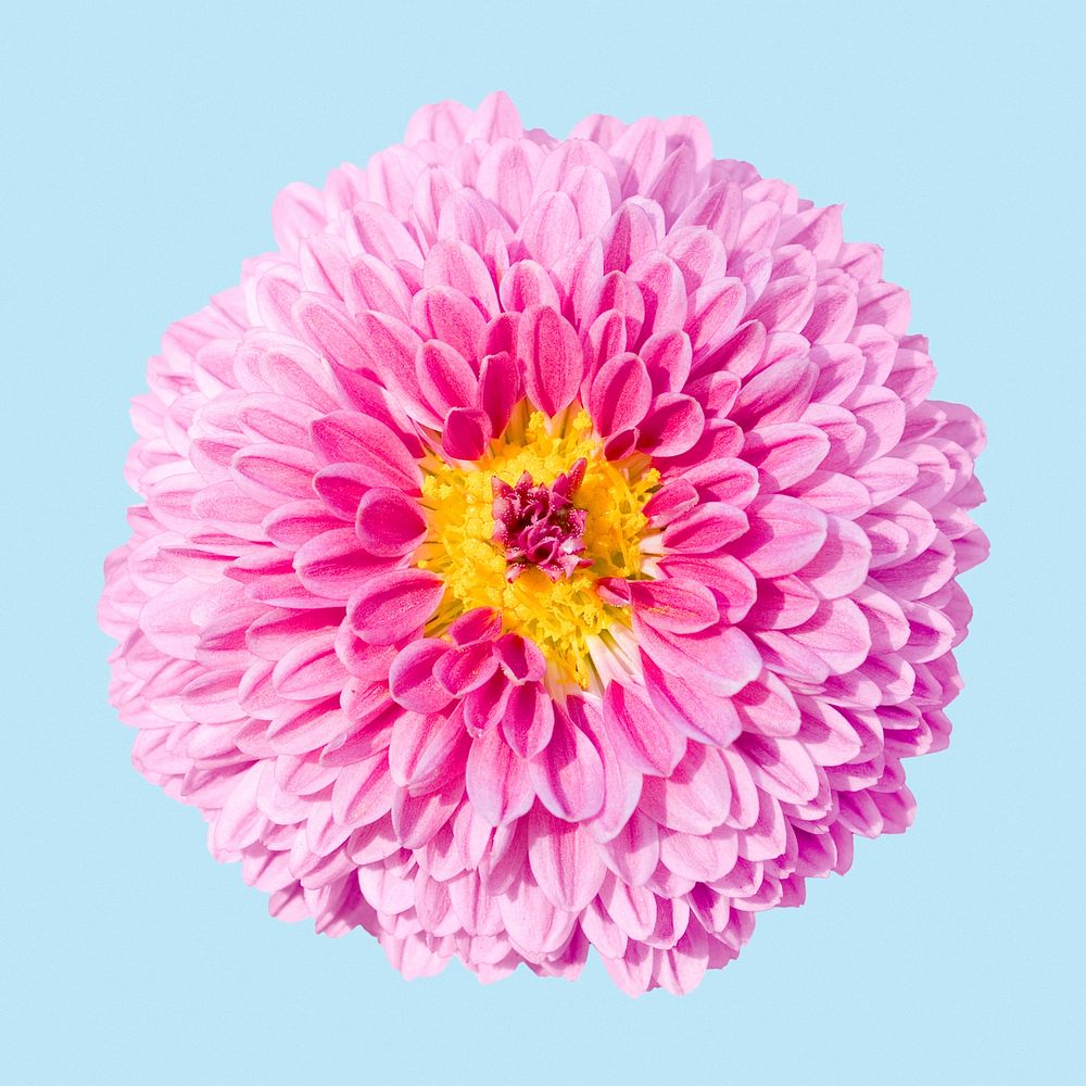 Pink dahlia, flower collage element psd