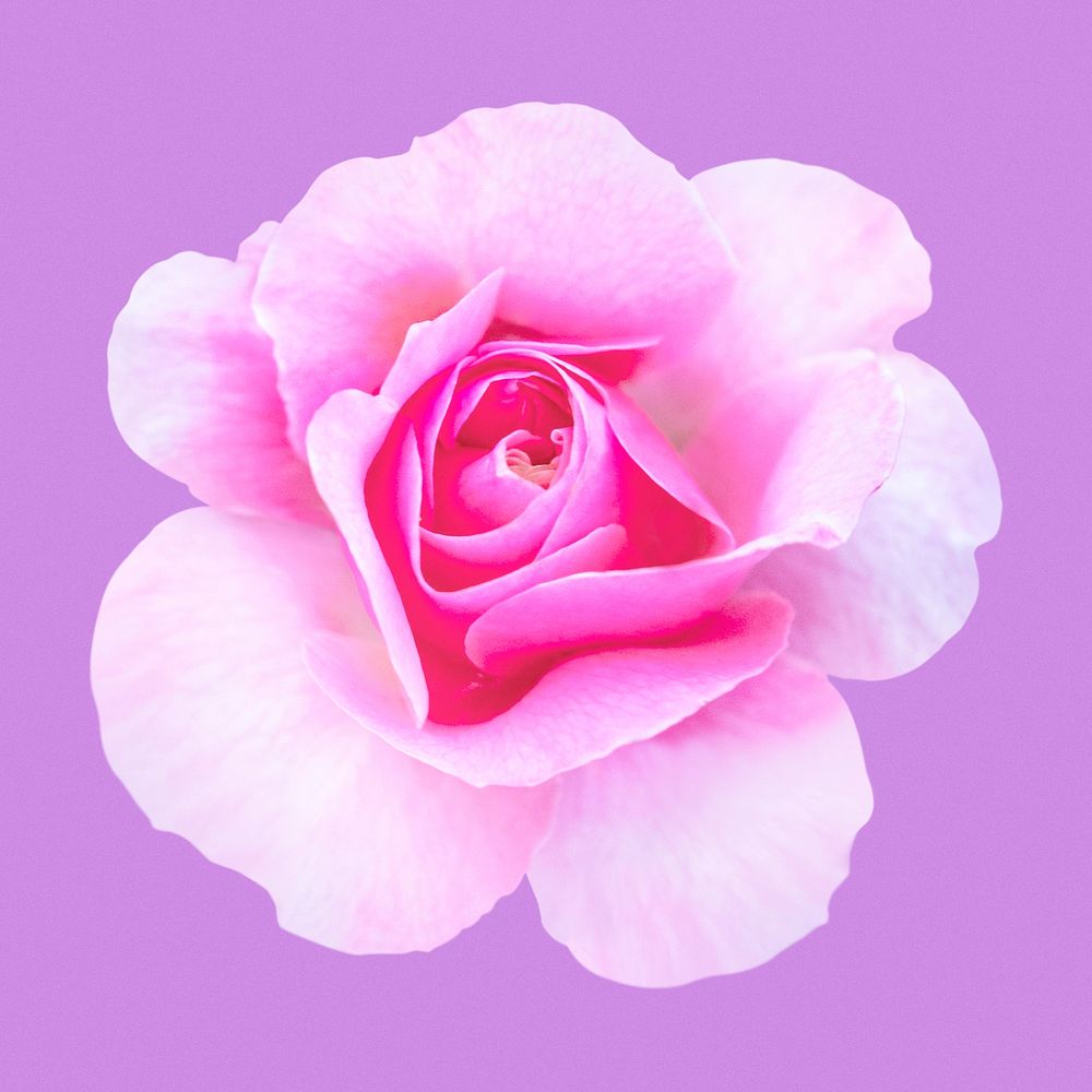 Pink queen Elizabeth rose, flower collage element psd