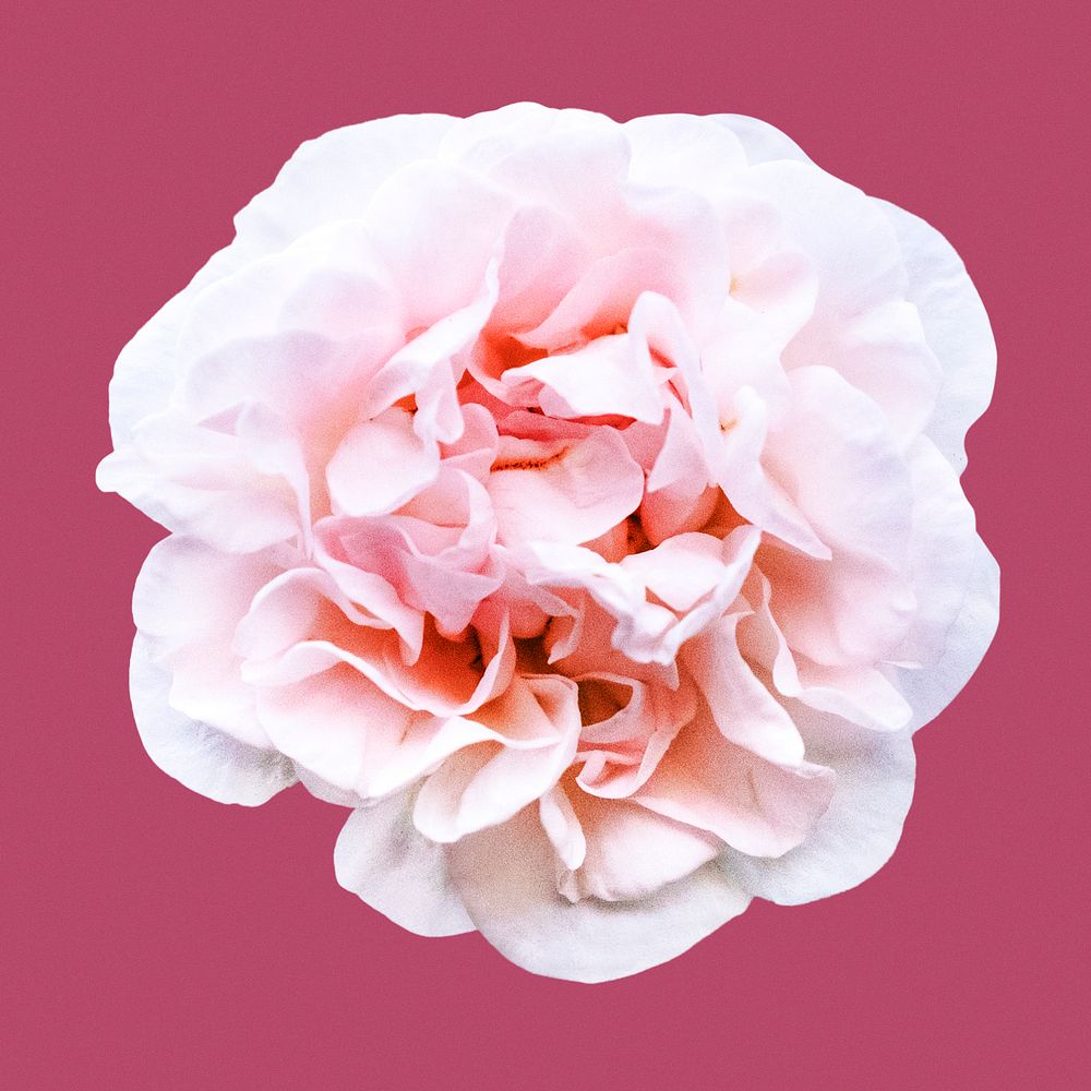 Pink peony, flower collage element psd