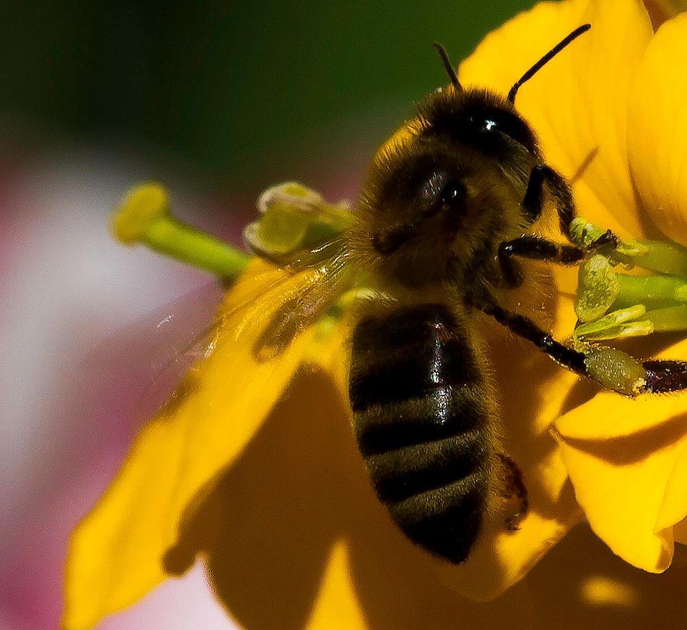 A humble bumble bee. Original public domain image from Wikimedia Commons