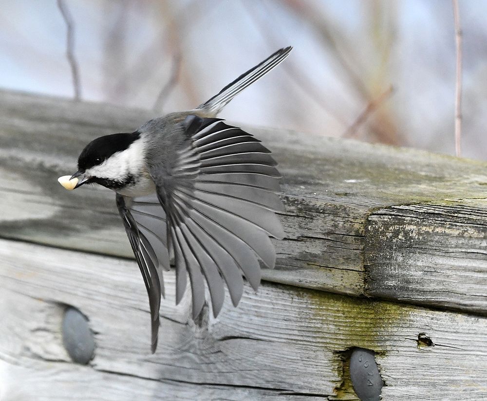 A Black-capped Chickadee takes off after grabbing a peanut. Original public domain image from Wikimedia Commons