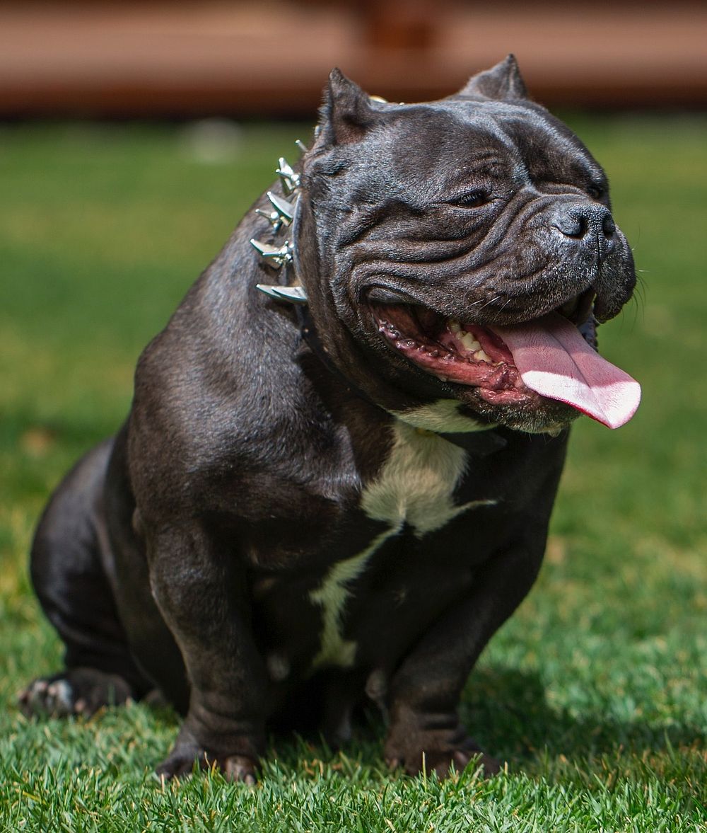 Seated American Bulldog. Original public domain image from Wikimedia Commons