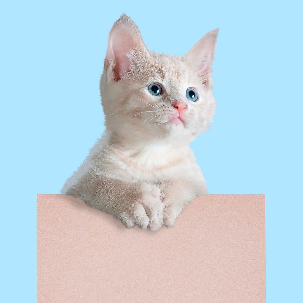White kitten sticker, pet design psd