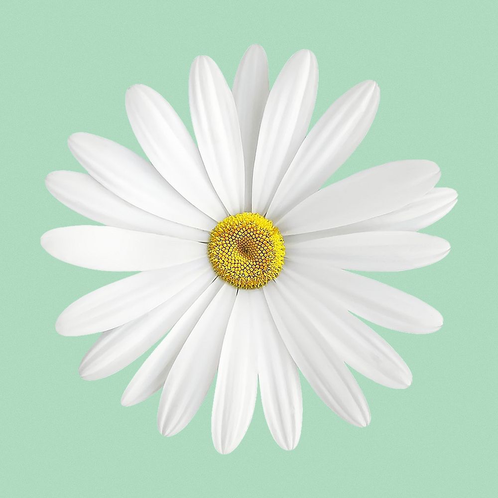 Blooming white daisy, spring flower clipart