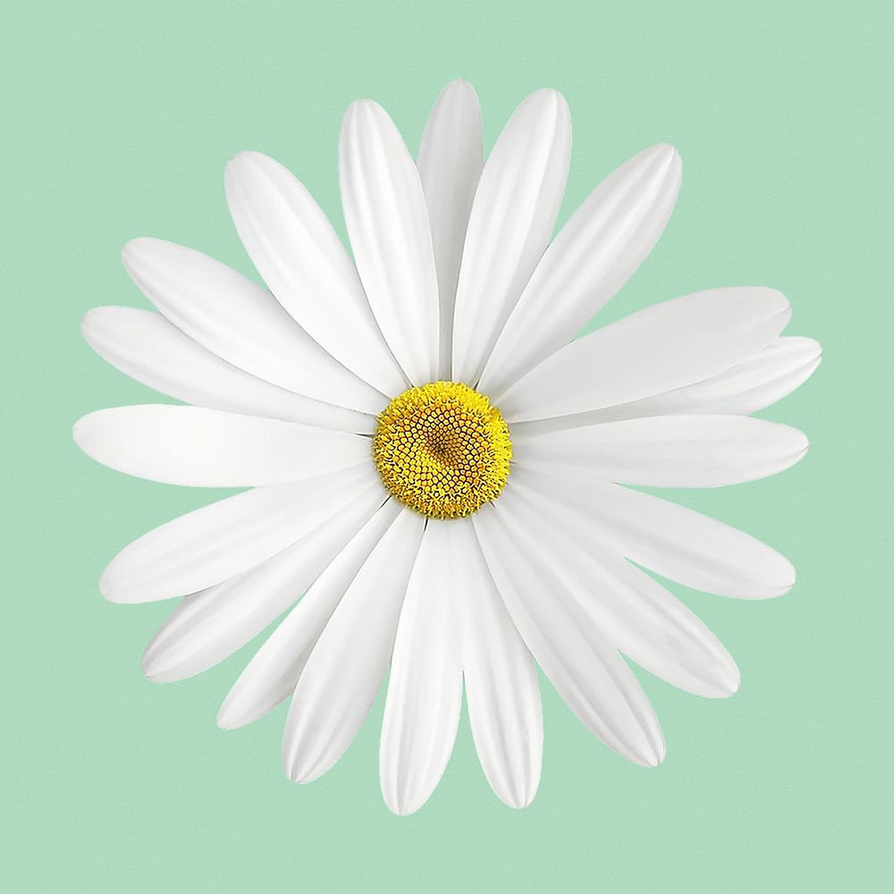 White daisy collage element, flower psd