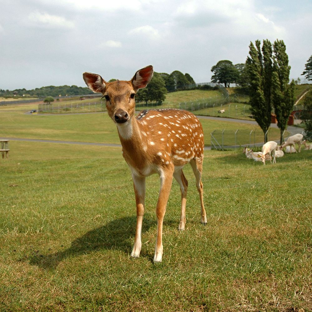 Chital deer (Axis axis) is standing in the field. Original public domain image from Wikimedia Commons