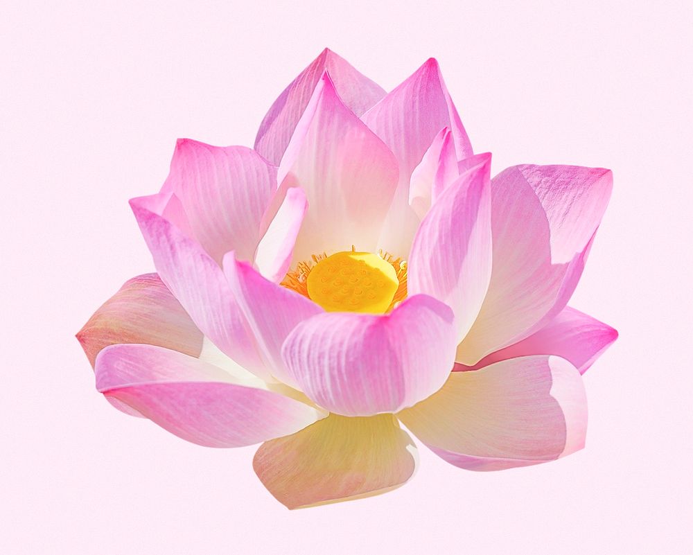 Pink lotus, blooming flower clipart