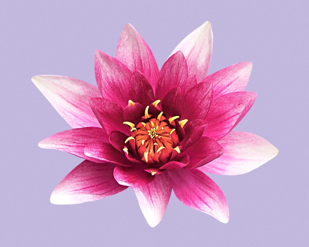 Pink water lily, flower clipart