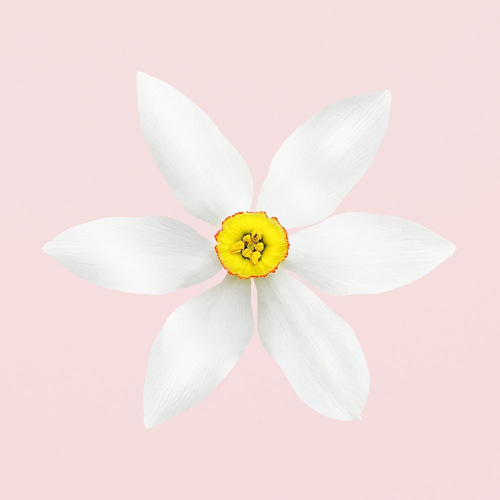 White poet's narcissus, flower collage element psd