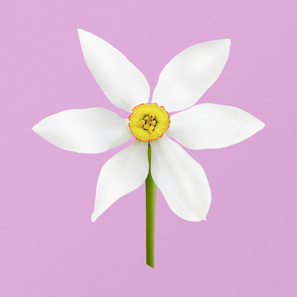 White narcissus, flower clipart psd