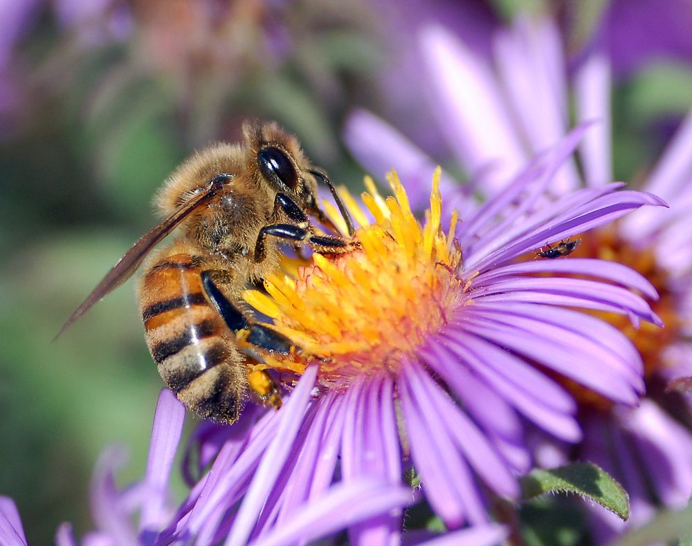 A European honey bee (Apis mellifera) extracts nectar from an Aster flower using its proboscis.