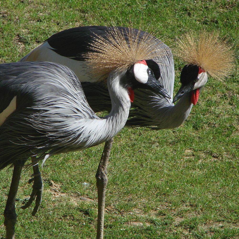 Grey crowned cranes (Balearica regulorum), zoo d'Amnéville, France. Original public domain image from Wikimedia Commons