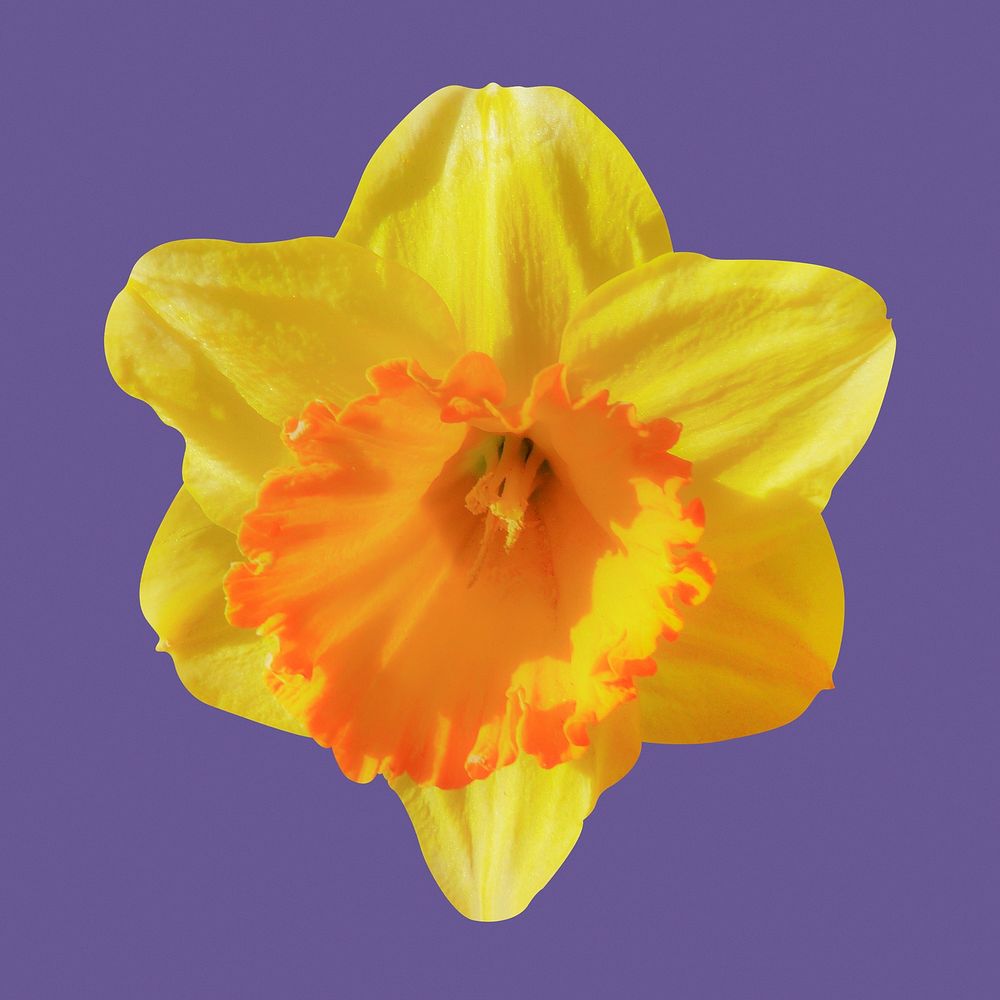 Yellow daffodil, blooming flower clipart psd