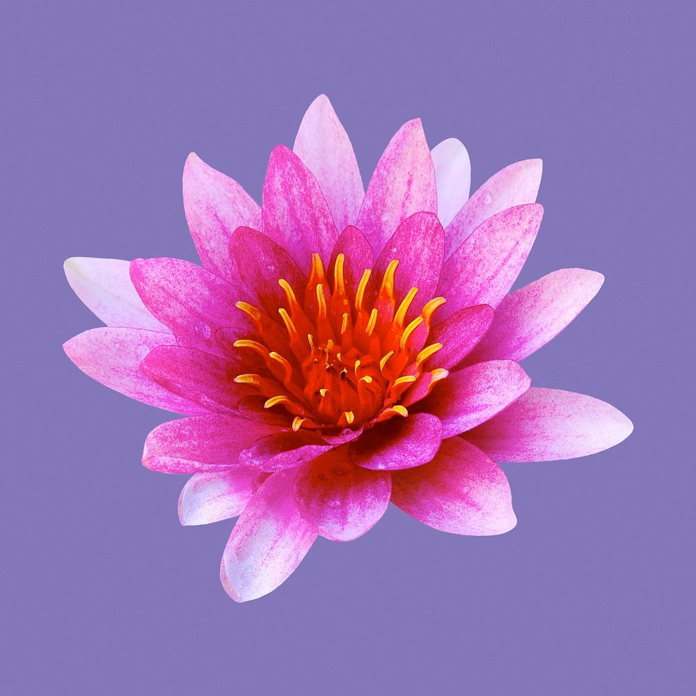 Pink water lily, flower clipart | Free Photo - rawpixel