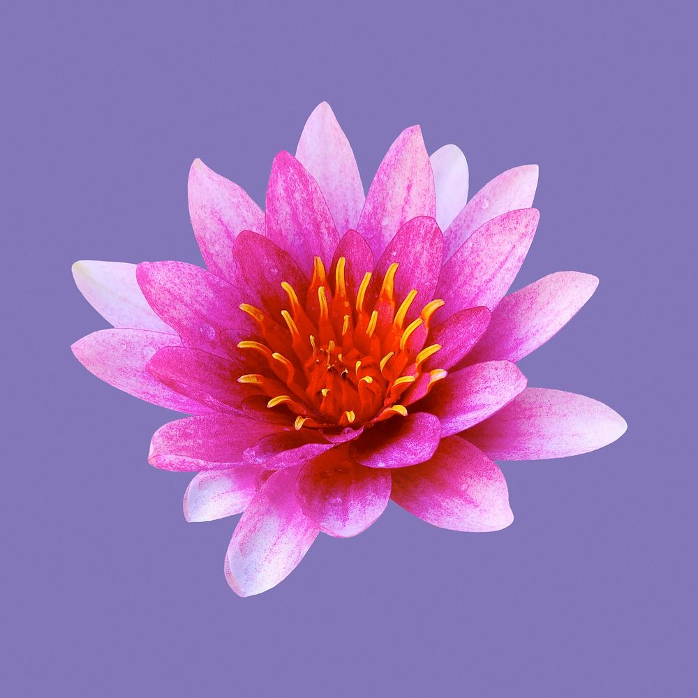 Pink water lily, flower clipart psd