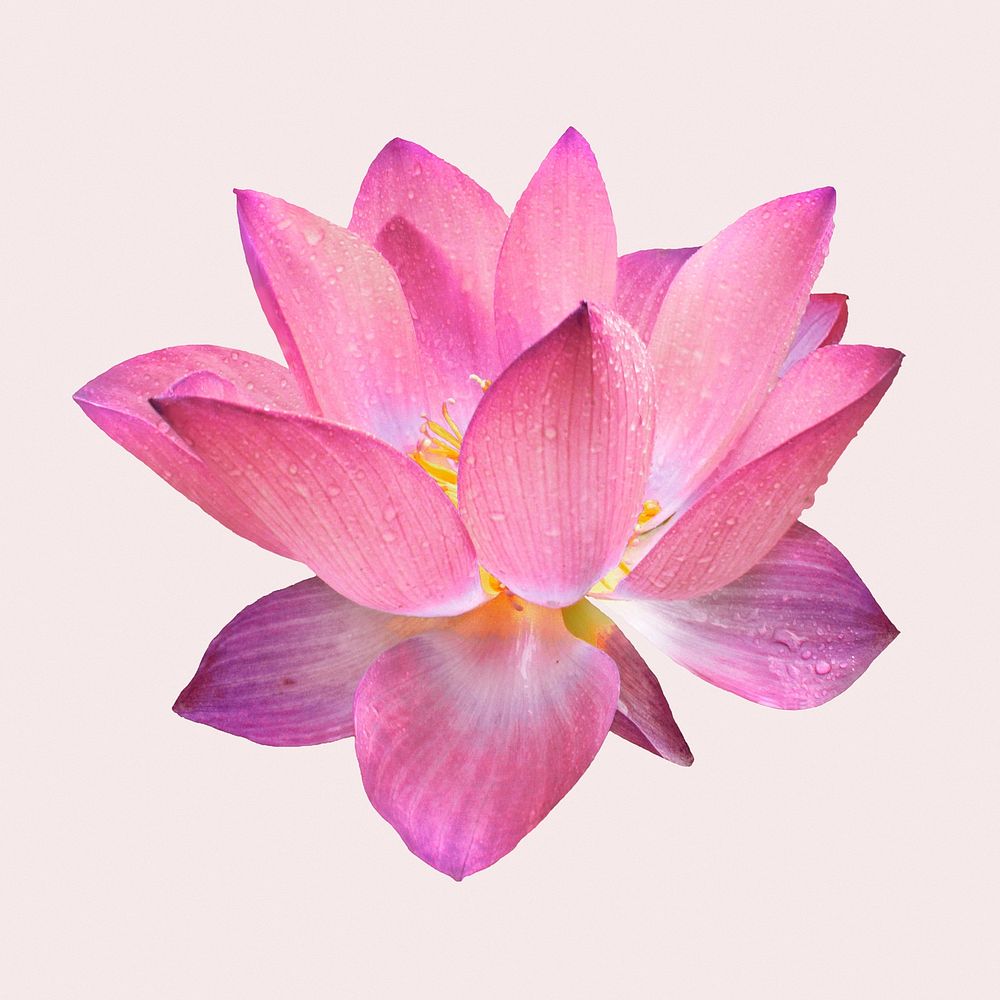 Pink lotus, flower collage element psd