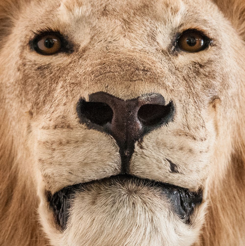 Lion Face shooting. Original public domain image from Wikimedia Commons