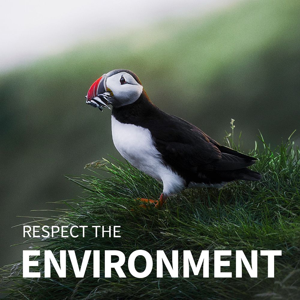 Respect the environment template psd with puffin in nature