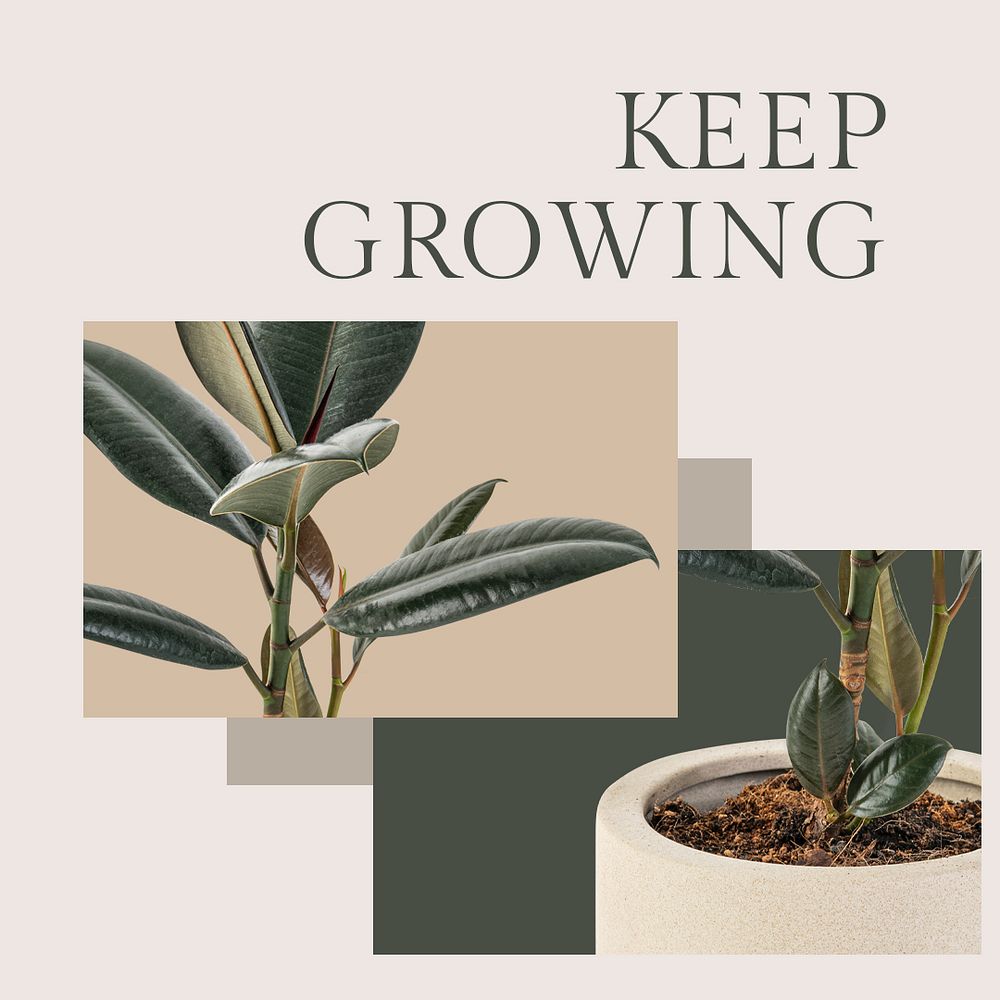 Keep growing botanical template psd with rubber plant social media post in minimal style