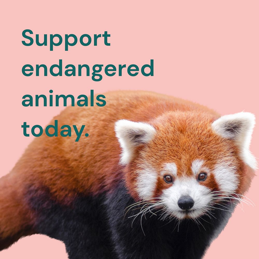 Endangered animal Instagram post template for social media advertisement vector
