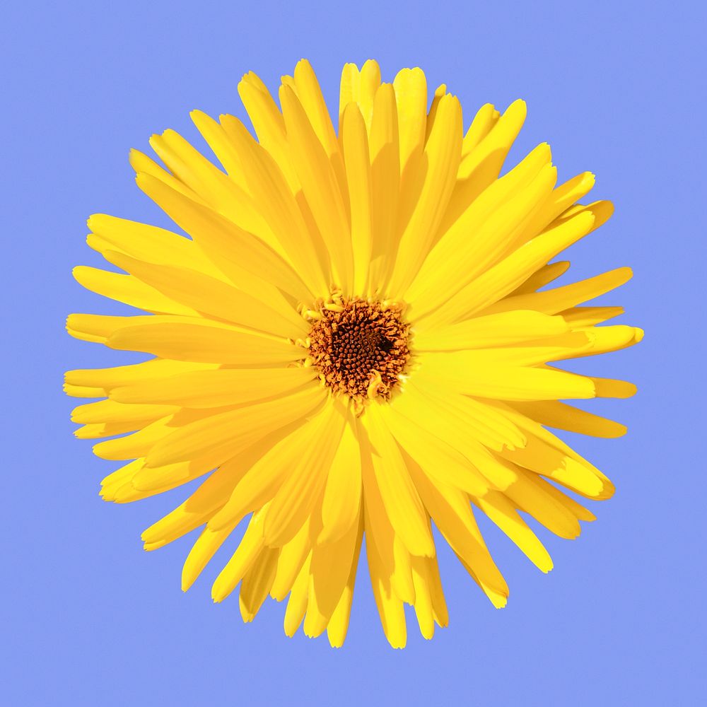 Yellow gerbera daisy flower clipart