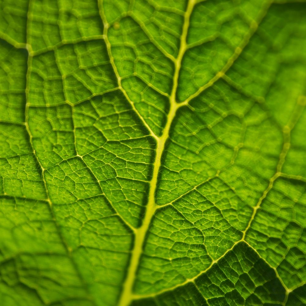 Leaf macro background, green nature design