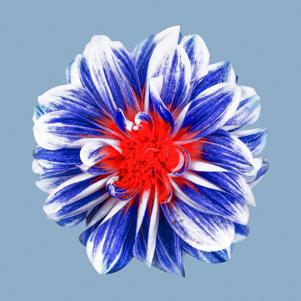Blue decorative dahlia, flower collage element psd