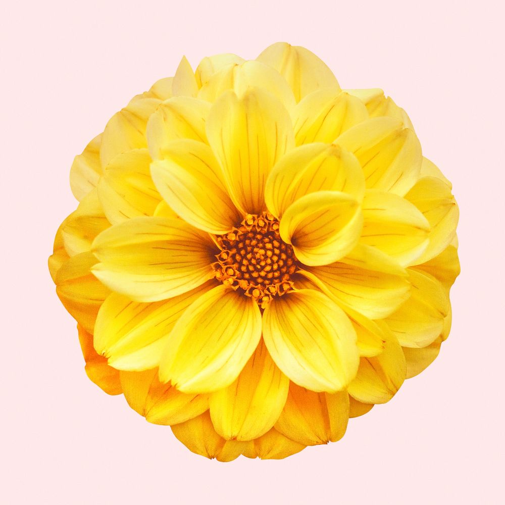 Yellow dahlia, flower collage element psd