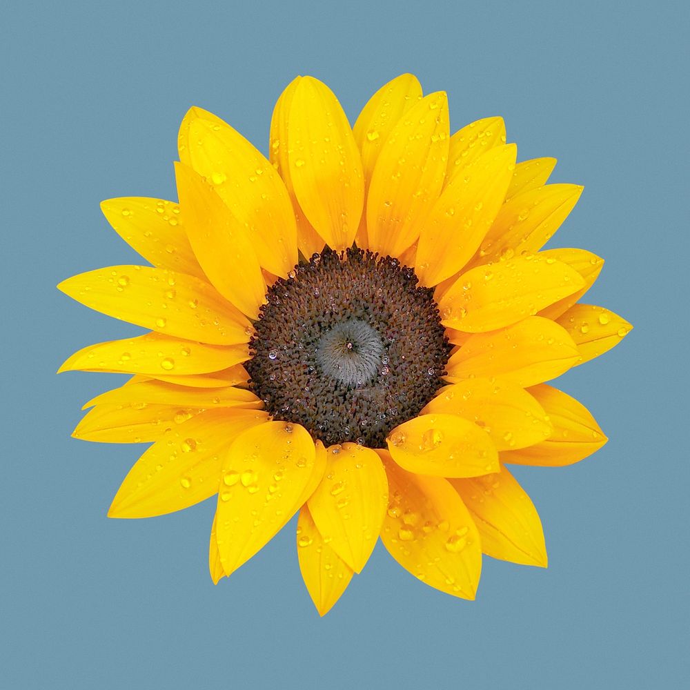 Sunflower clipart, blooming flower psd