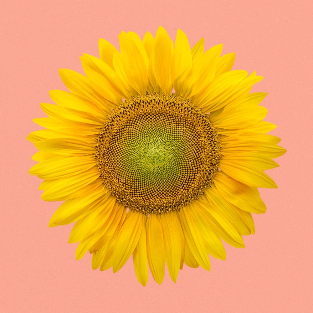 Sunflower clipart on pink background