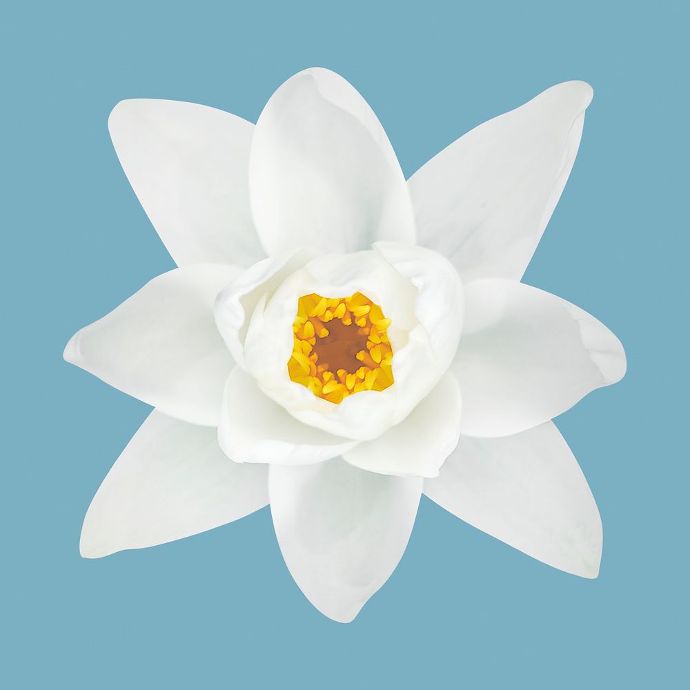 White water lily, flower clipart