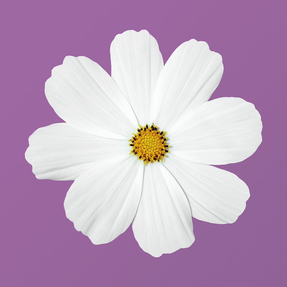 White cosmos, flower clipart psd
