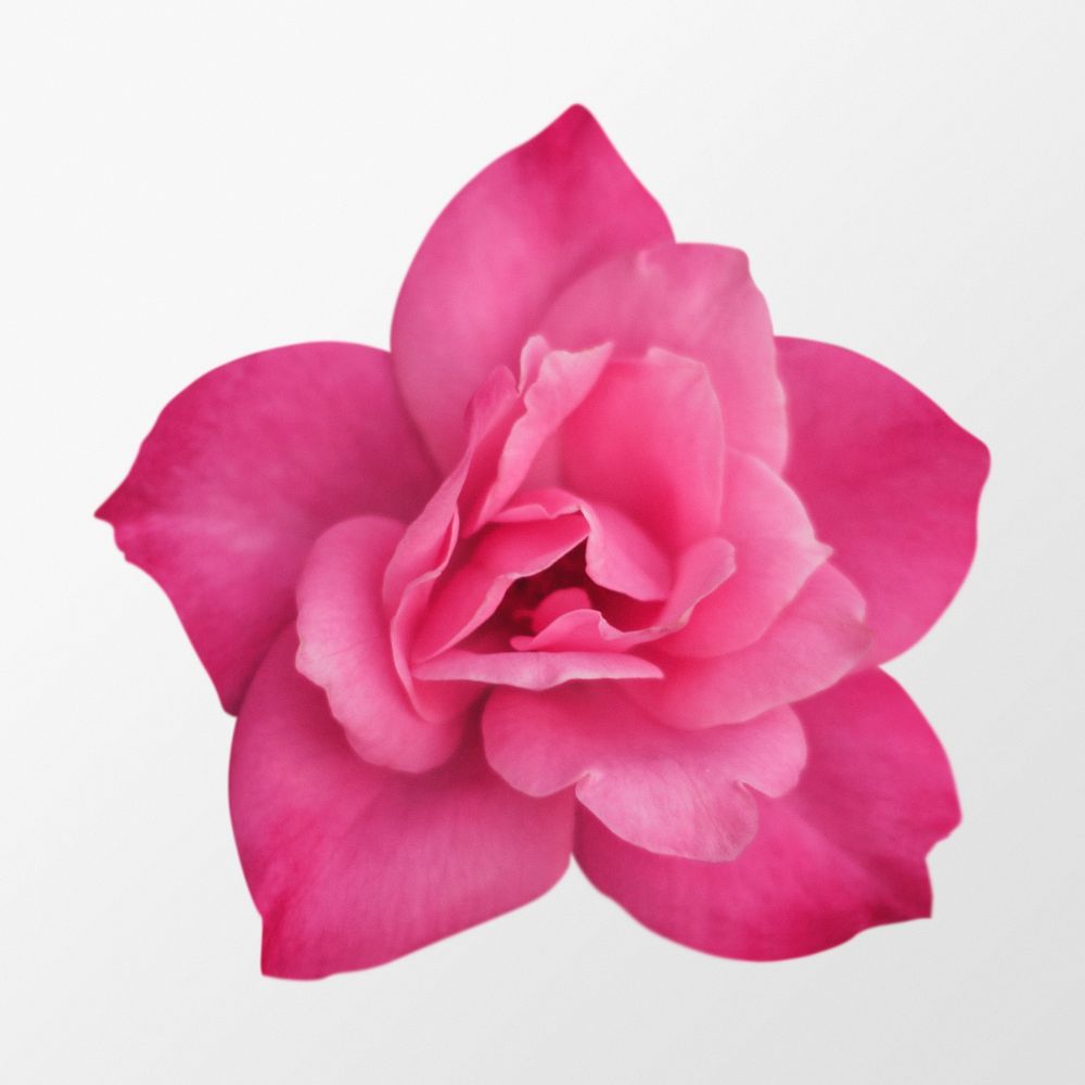 Pink flower, camellia collage element psd