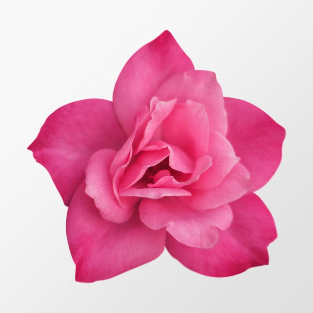 Blooming pink camellia, flower clipart