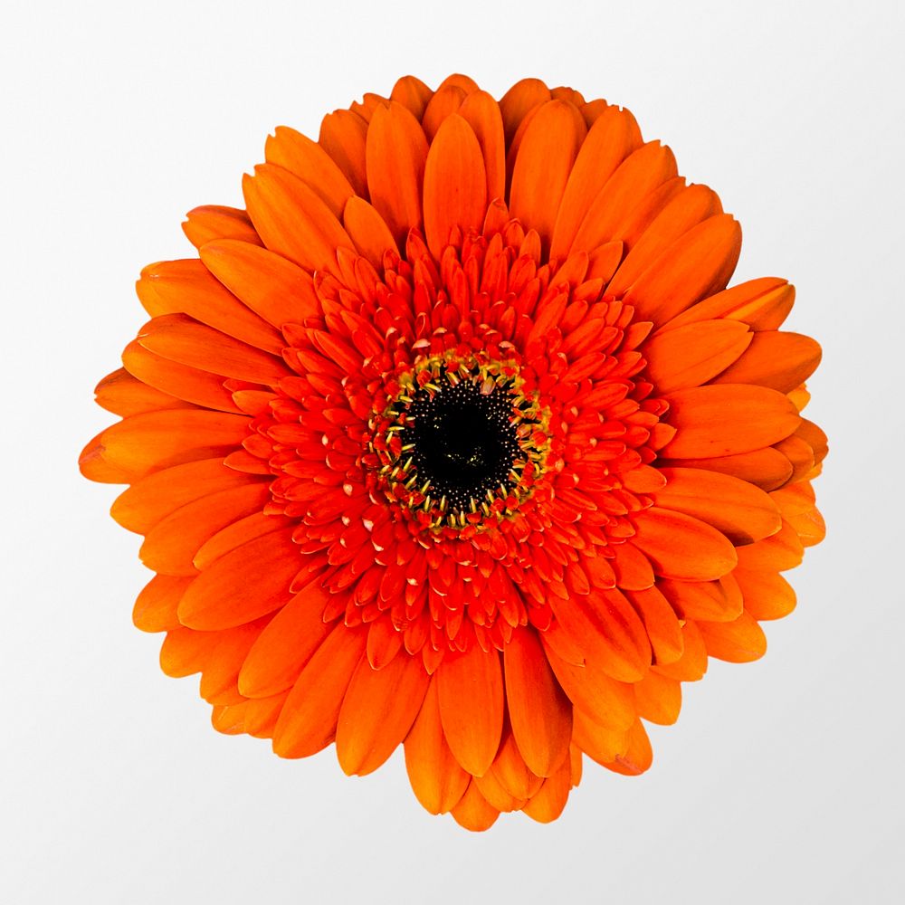 Orange gerbera daisy, flower clipart