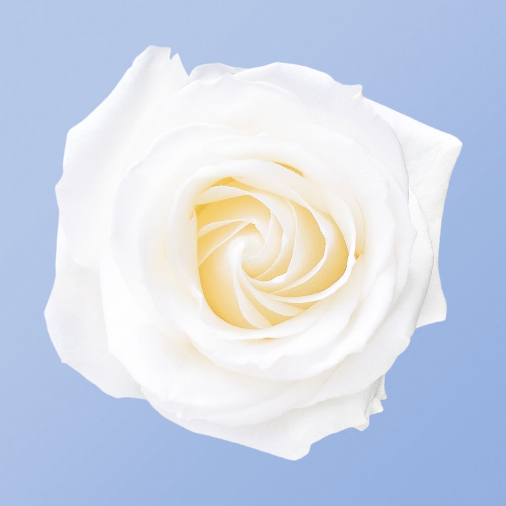 White rose, flower collage element psd