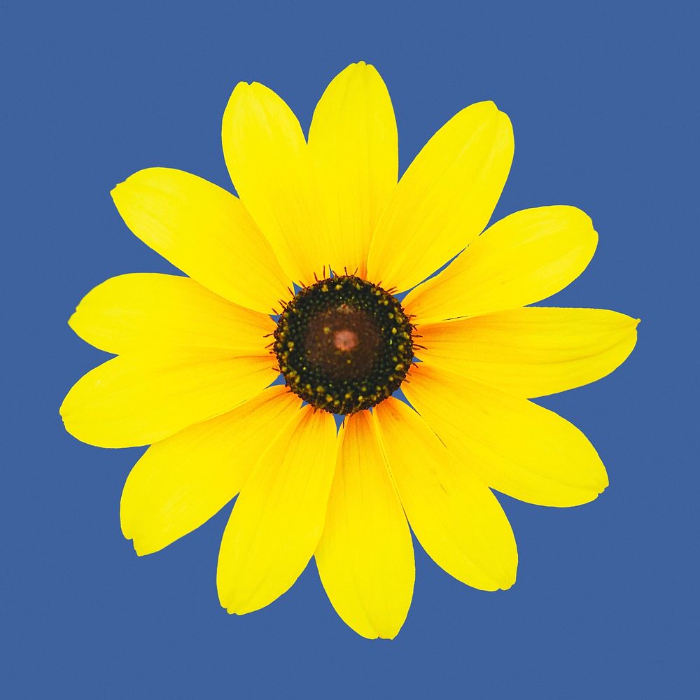 Yellow black-eyed susan, flower clipart psd
