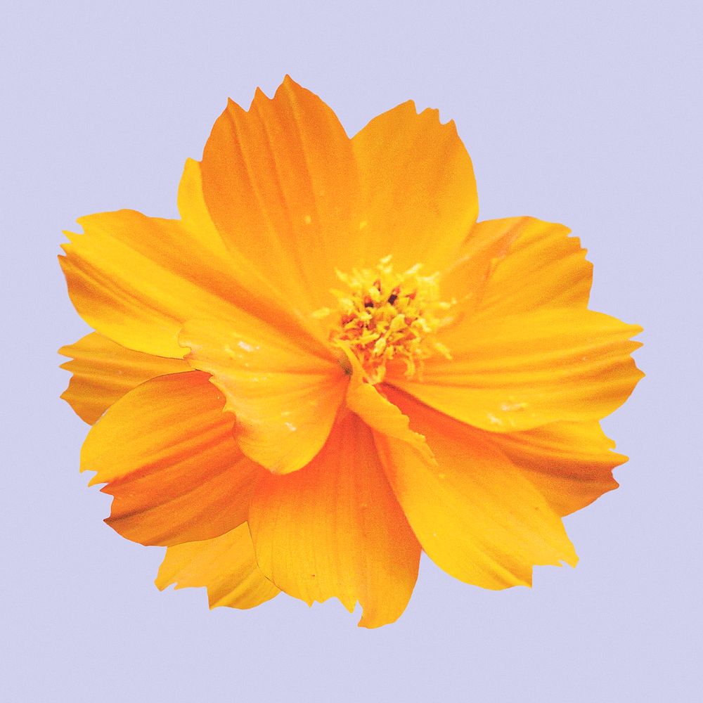 Orange cosmos, spring flower clipart