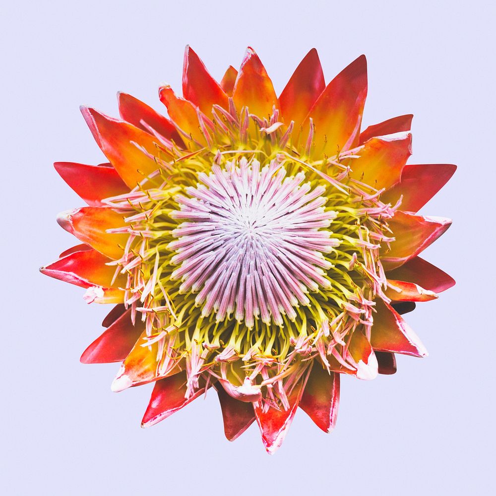 King protea, flower clipart psd