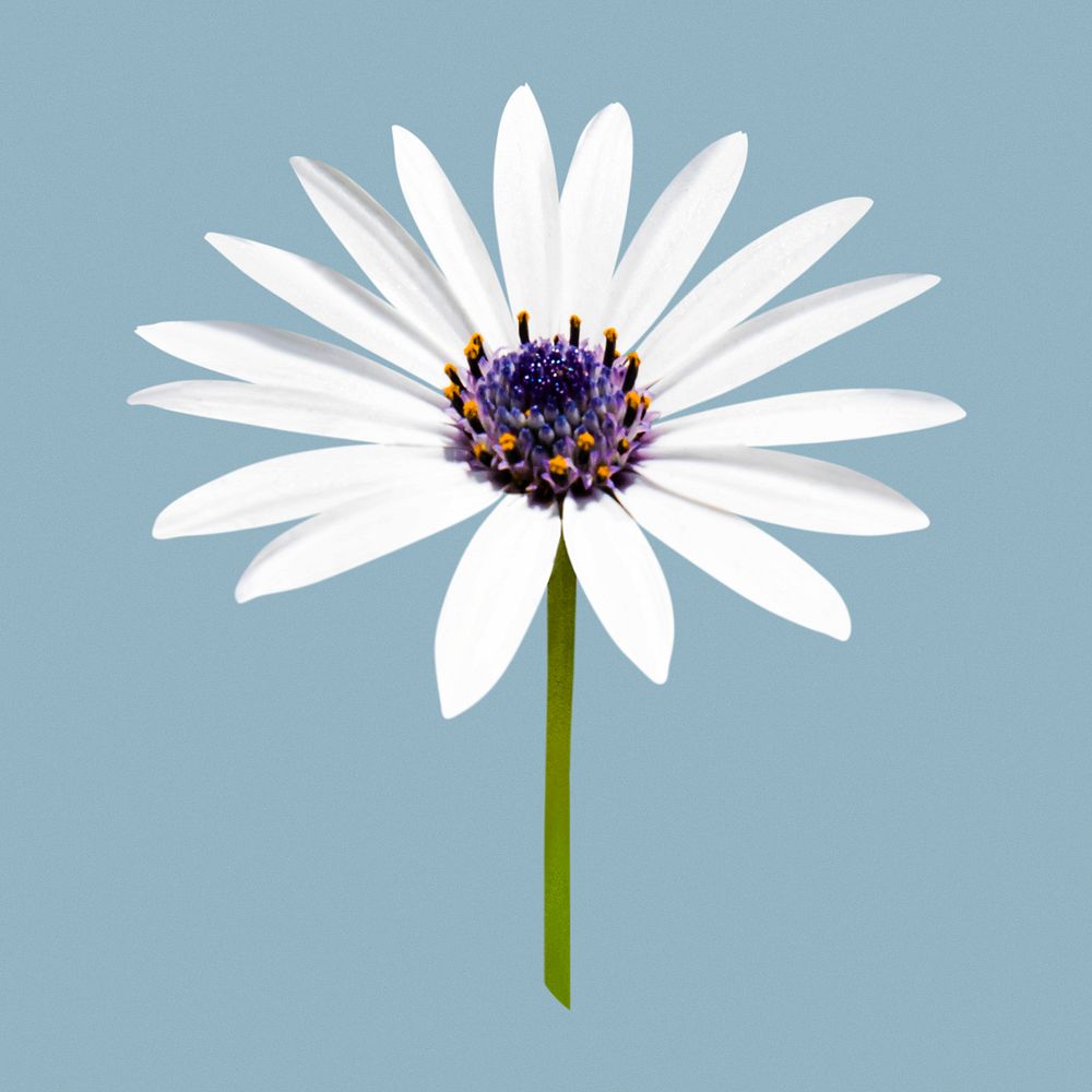 White African daisy, flower collage element psd
