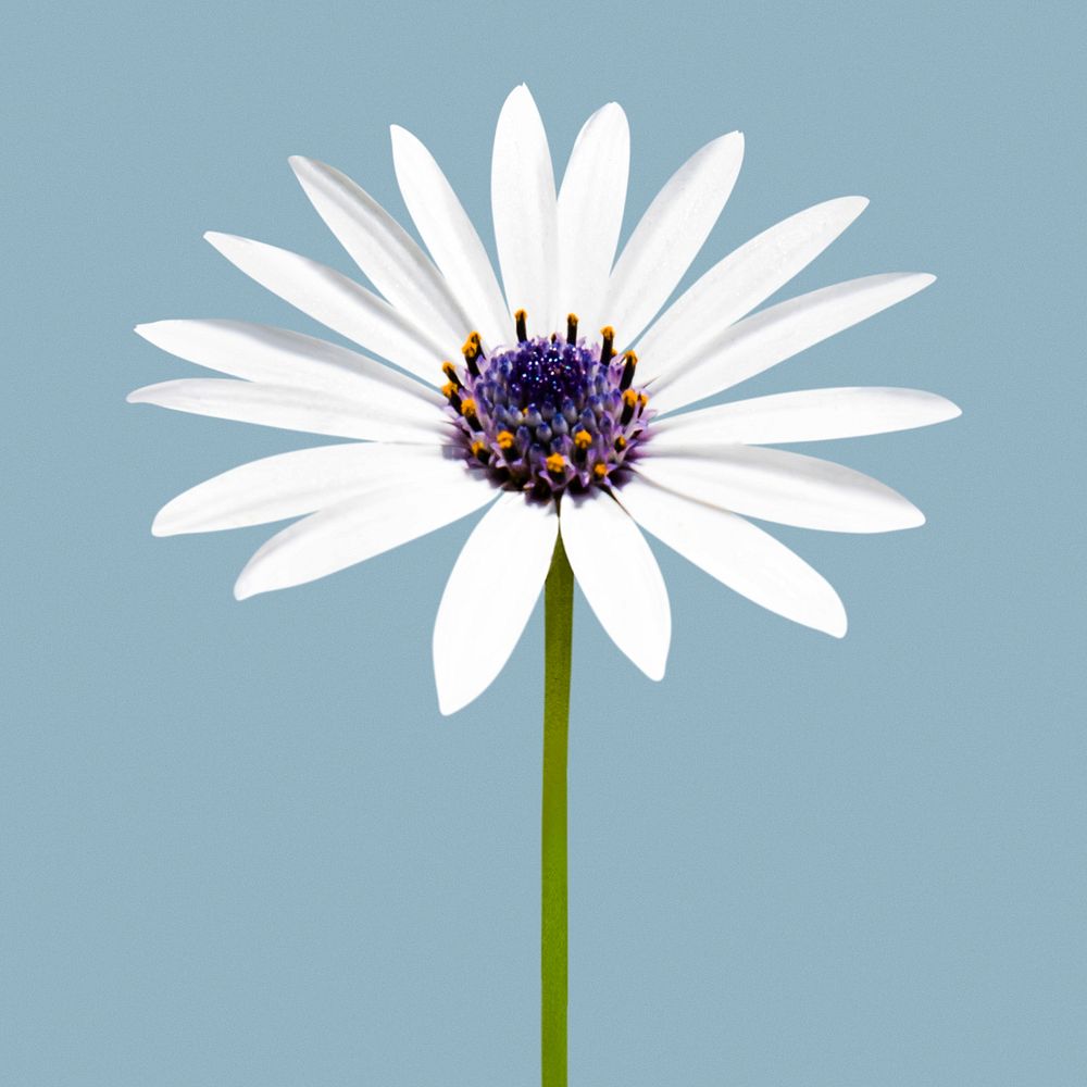 White flower, African daisy clipart